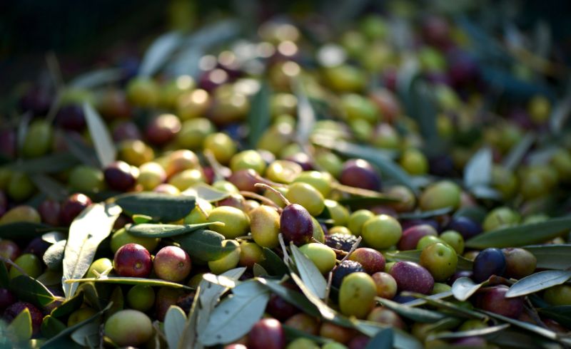 Sada Mazra Olive Oil